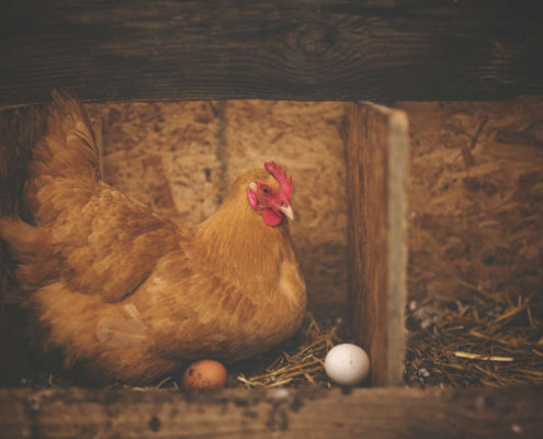 chicken or egg digital strategy