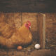 chicken or egg digital strategy