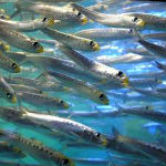 digital marketing bait